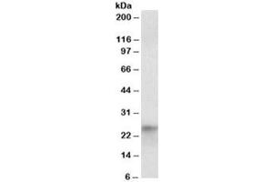 Western blot testing of HepG2 nuclear lysate with HES4 antibody at 1ug/ml. (HES4 anticorps)
