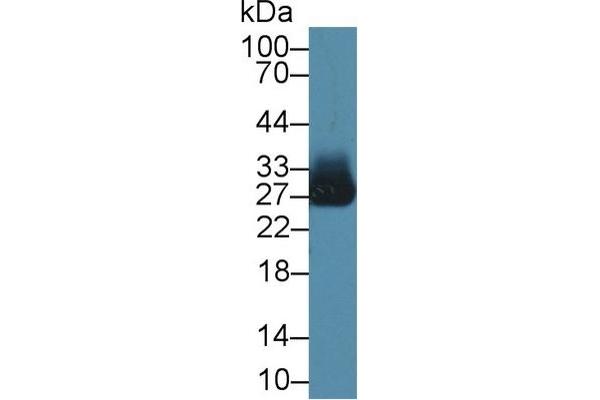 Azurocidin anticorps  (AA 23-247)