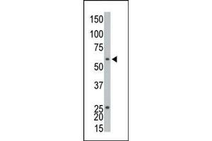 The anti-EKI1 Pab is used in Western blot to detect EKI1 in CHO cell lysate. (Ethanolamine Kinase 1 anticorps  (C-Term))