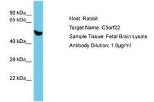 Image no. 1 for anti-Chromosome 5 Open Reading Frame 22 (C5ORF22) (AA 153-202) antibody (ABIN6750627) (C5ORF22 anticorps  (AA 153-202))