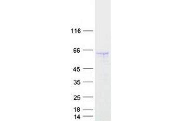 GORAB Protein (Myc-DYKDDDDK Tag)