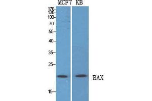 Western Blot (WB) analysis of specific cells using Bax Polyclonal Antibody. (BAX anticorps  (N-Term))