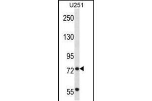 Western blot analysis in U251 cell line lysates (35ug/lane). (TRIM2 anticorps  (C-Term))