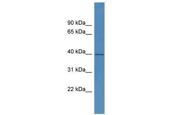 PHYHIPL anticorps  (C-Term)