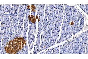 Detection of CLU in Porcine Pancreas Tissue using Monoclonal Antibody to Clusterin (CLU) (Clusterin anticorps  (AA 229-446))