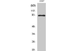 Western Blot analysis of COS-7 cells with Phospho-Stat1 (Tyr701) Polyclonal Antibody at dilution of 1:1000 (STAT1 anticorps  (pTyr701))