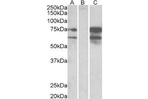 Western Blotting (WB) image for anti-Neurexin 1 (NRXN1) antibody (ABIN5887202) (Neurexin 1 anticorps)