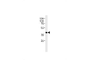 Mouse Sh2d5 Antibody (Center) (ABIN1881517 and ABIN2843619) western blot analysis in mouse heart tissue lysates (35 μg/lane). (SH2D5 anticorps  (AA 200-230))