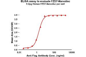 Elisa plates were pre-coated with Flag Tag -Nanodisc (0. (FZD7 Protéine)