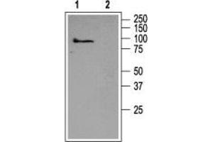 Western blot analysis of rat brain membranes:  - 1. (TRPC5 anticorps  (C-Term, Intracellular))