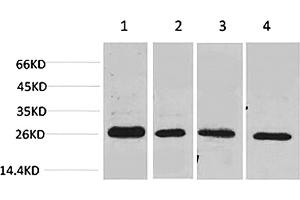 Western blot analysis of 1) MCF7, 2) Mouse Heart tissue, 3) Rat Heart tissue, 4) rat brain tissue using SLUG Polyclonal Antibody. (SLUG anticorps)