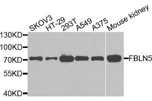 Western blot analysis of extracts of various cells, using FBLN5 antibody. (Fibulin 5 anticorps)