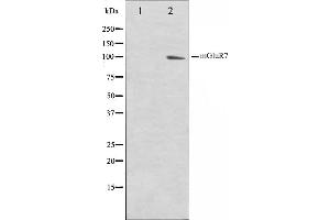 Western blot analysis on HuvEc cell lysate using mGluR7 Antibody,The lane on the left is treated with the antigen-specific peptide. (GRM7 anticorps  (C-Term))