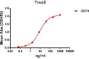 ELISA plate pre-coated by 2 μg/mL (100 μL/well) Human Trop2 protein, mFc-His tagged protein ABIN6961178, ABIN7042385 and ABIN7042386 can bind Rabbit anti-Trop2 monoclonal antibody  (clone: DM74) in a linear range of 1-100 ng/mL. (TACSTD2 anticorps  (AA 27-274))