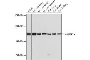 Western blot analysis of extracts of various cell lines, using Calpain 2 Rabbit mAb (ABIN1682430, ABIN3018487, ABIN3018488 and ABIN7101618) at 1:1000 dilution. (Calpain 2 anticorps)