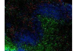 Immunofluorescence (IF) image for anti-Integrin alpha M (ITGAM) antibody (Alexa Fluor 594) (ABIN2656815) (CD11b anticorps  (Alexa Fluor 594))