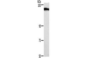 Western Blotting (WB) image for anti-Desmoglein 1 (DSG1) antibody (ABIN2432944) (Desmoglein 1 anticorps)