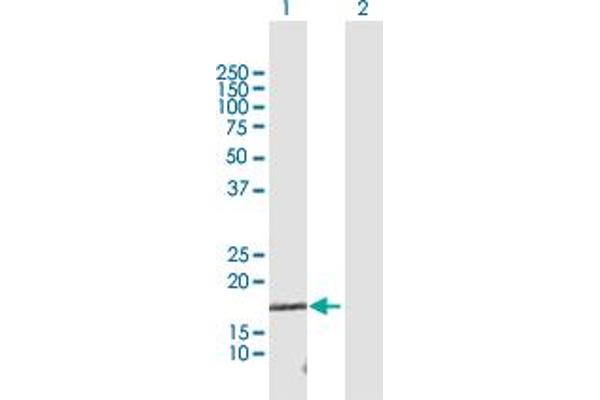 TCEAL1 anticorps  (AA 1-159)