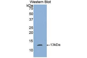 Western Blotting (WB) image for anti-Plasminogen Activator, Tissue (PLAT) (AA 36-126) antibody (ABIN1860844) (PLAT anticorps  (AA 36-126))
