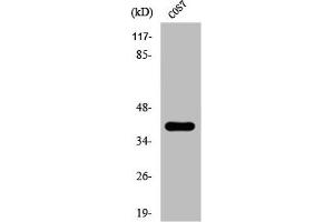 Western Blot analysis of COS7 cells using Phospho-Crk-L (Y207) Polyclonal Antibody (CrkL anticorps  (pTyr207))