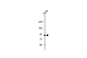 Anti-P Antibody (C-term ) at 1:1000 dilution + T47D whole cell lysate Lysates/proteins at 20 μg per lane. (APP anticorps  (C-Term))