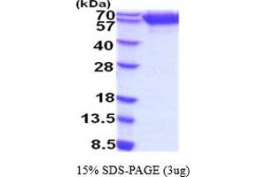 SDS-PAGE (SDS) image for Neurotrophic Tyrosine Kinase, Receptor, Type 2 (NTRK2) (AA 32-430) protein (His tag) (ABIN5854466) (TRKB Protein (AA 32-430) (His tag))