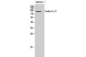 Western Blotting (WB) image for anti-Cadherin 8 (CDH8) (Internal Region) antibody (ABIN3174134) (Cadherin 8 anticorps  (Internal Region))
