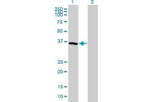 Western Blot analysis of USP50 expression in transfected 293T cell line by USP50 MaxPab polyclonal antibody. (USP50 anticorps  (AA 1-339))