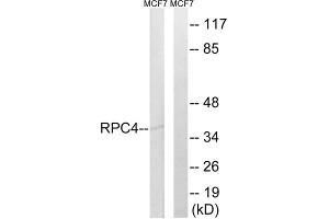 Western blot analysis of extracts from MCF-7 cells, using RPC4 antibody. (POLR3D anticorps  (C-Term))