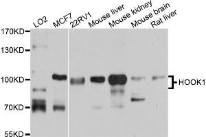 Western blot analysis of extracts of various cell lines, using HOOK1 antibody. (HOOK1 anticorps)