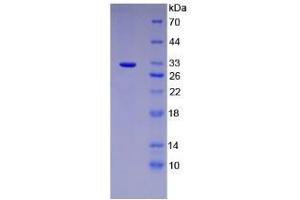 SDS-PAGE analysis of Mouse PTGES2 Protein. (PTGES2 Protéine)