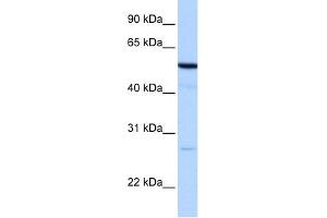 WB Suggested Anti-REEP4 Antibody Titration:  0. (Receptor Accessory Protein 4 anticorps  (N-Term))