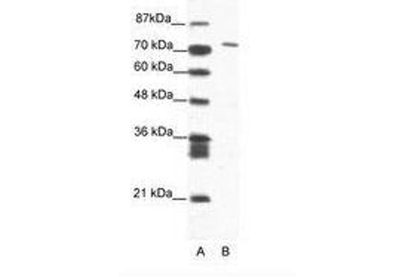 MAMLD1 anticorps  (AA 180-229)