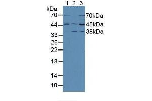 Western blot analysis of (1) Mouse Brain Tissue, (2) Mouse Kidney Tissue and (3) Rat Brain Tissue. (MEK2 anticorps  (AA 44-313))