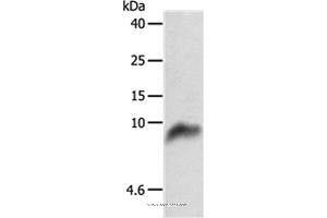 Western blot analysis of 293T cell, using COX7B Polyclonal Antibody at dilution of 1:800 (COX7B anticorps)