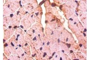 Immunohistochemistry of paraffin-embedded mouse heart tissue using ABIN7149575 at dilution of 1:50 (Decorin anticorps  (AA 20-359))