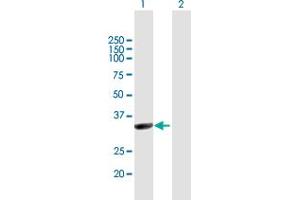 Western Blot analysis of NMNAT1 expression in transfected 293T cell line by NMNAT1 MaxPab polyclonal antibody. (NMNAT1 anticorps  (AA 1-279))
