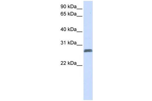 TMEM51 anticorps