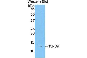 Western Blotting (WB) image for anti-Mucin 2, Oligomeric Mucus/gel-Forming (MUC2) (AA 5075-5179) antibody (Biotin) (ABIN1173448) (MUC2 anticorps  (AA 5075-5179) (Biotin))