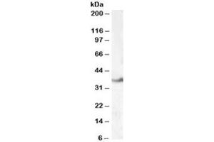 Western blot testing of human kidney lysate with LASP1 antibody at 0. (LASP1 anticorps)