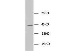 Western blot analysis of Hela cell lysis using MAPK1-3 antibody (ERK1/2 anticorps  (N-Term))