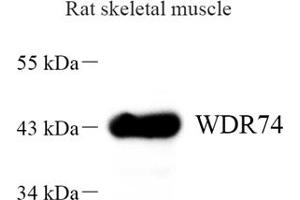 Western blot analysis of WDR74 (ABIN7076220) at dilution of 1: 1000 (WDR74 anticorps)