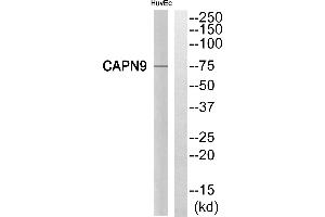 Western blot analysis of extracts from HuvEc cells, using CAPN9 antibody. (Calpain 9 anticorps)