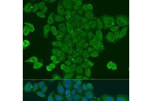 Immunofluorescence analysis of U2OS cells using DPM1 Polyclonal Antibody at dilution of 1:100. (DPM1 anticorps)