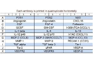 Image no. 1 for Human Angiogenesis Array Q3 (ABIN625706) (Humain Angiogenesis Array Q3)