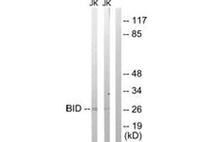 Western Blotting (WB) image for anti-BH3 Interacting Domain Death Agonist (BID) (AA 44-93) antibody (ABIN2888649) (BID anticorps  (AA 44-93))