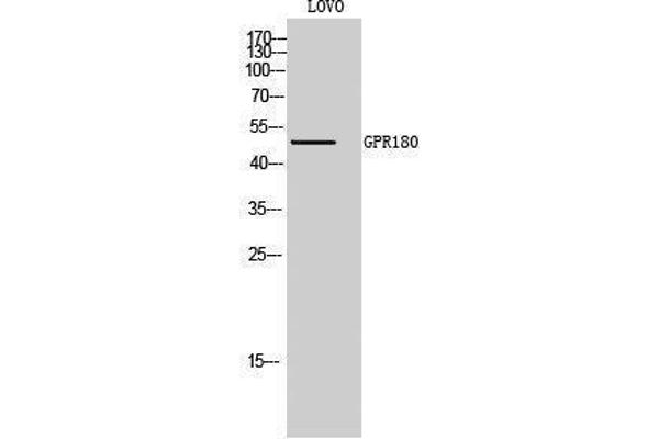 GPR180 anticorps  (Internal Region)