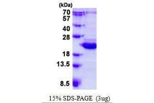 BCL2L10 Protéine