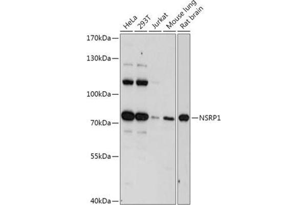 NSRP1 anticorps  (AA 1-280)