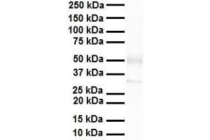 WB Suggested Anti-Zfp36l1 antibody Titration: 1 ug/mL Sample Type: Human heart (ZFP36L1 anticorps  (C-Term))